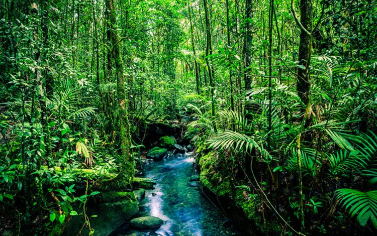 Ein Wald in Borneo