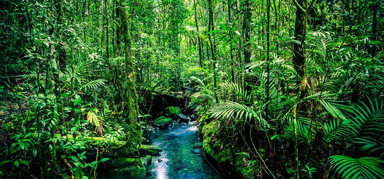 Ein Wald in Borneo