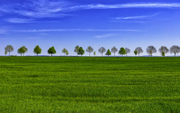 Grüne Wiese mit Bäumen im Hintergrund