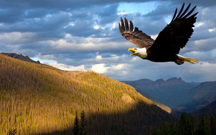 Ein Adler im Flug über Hügelzüge und Täler