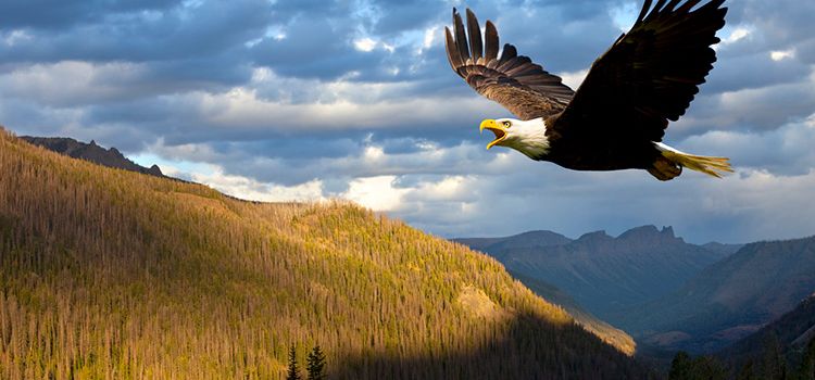 Ein Adler im Flug über Hügelzüge und Täler
