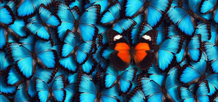 Ein roter Schmetterling inmitten von blauen Schmetterlingen