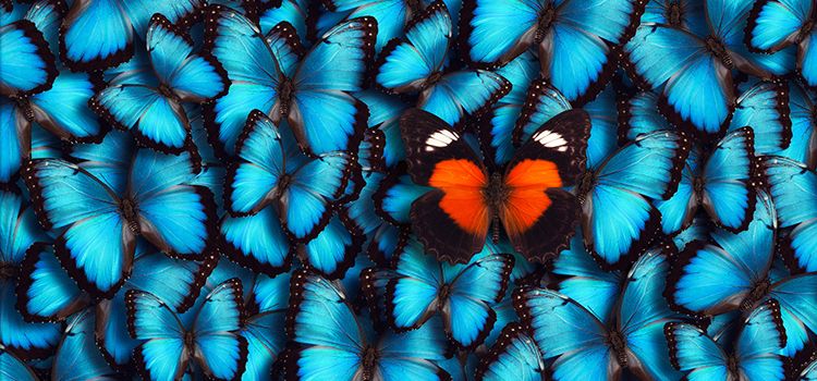 Ein roter Schmetterling inmitten von blauen Schmetterlingen