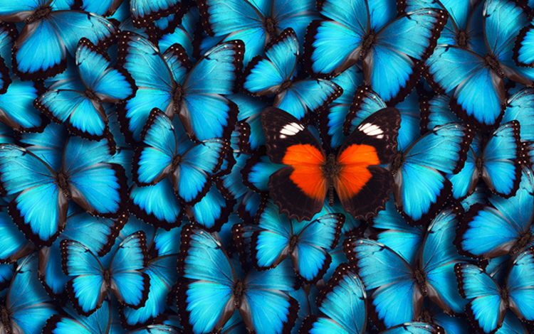 Ein roter Schmetterling inmitten von blauen Schmetterlingen