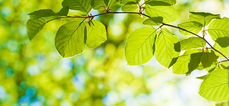 Grüne Laubblätter im Sonnenlicht