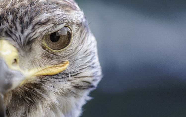 Ein Falke mit scharfem Auge und wachsamem Blick