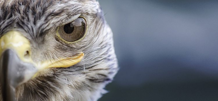 Ein Falke mit scharfem Auge und wachsamem Blick