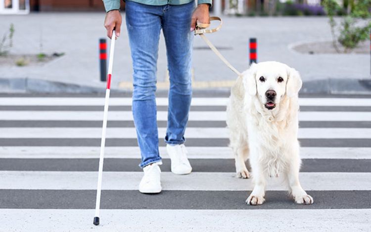 Mann mit Blindenstock und Blindenhund beim Überqueren einer Strasse
