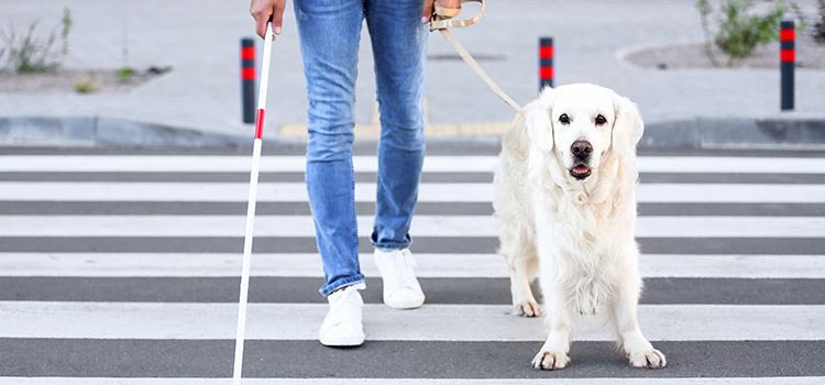 Mann mit Blindenstock und Blindenhund beim Überqueren einer Strasse