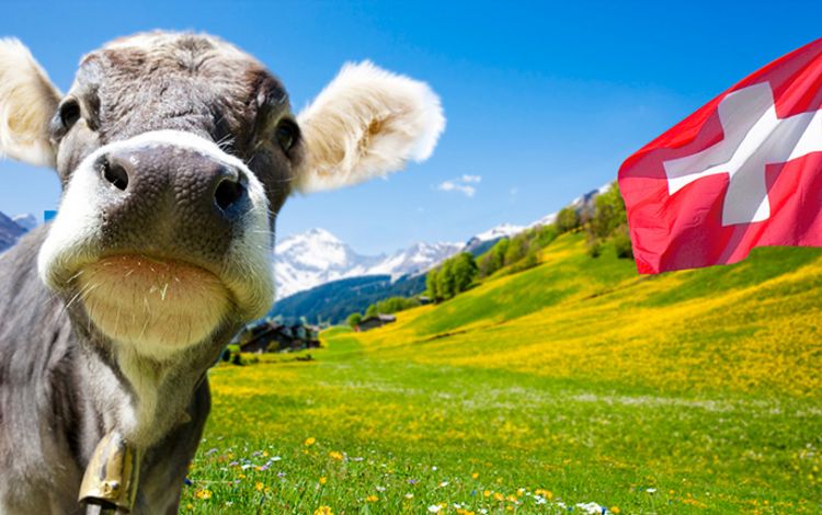 Eine Kuh schaut direkt in die Kamera, man sieht grüne Wiesen und eine wehende Schweizer Flagge.