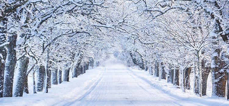 Eine Allee im Winter mit verschneiten Bäumen