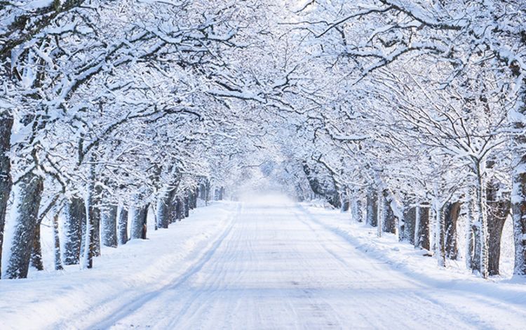 Eine Allee im Winter mit verschneiten Bäumen