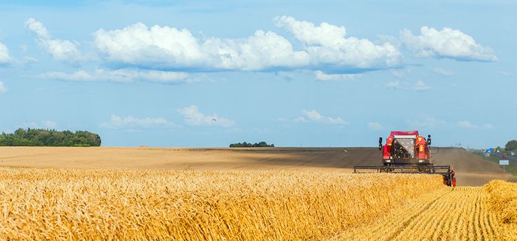 En Mähdrescher auf eine grossen Feld beim Ernte einbringen