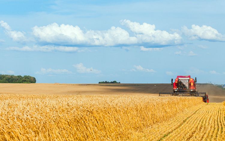 En Mähdrescher auf eine grossen Feld beim Ernte einbringen