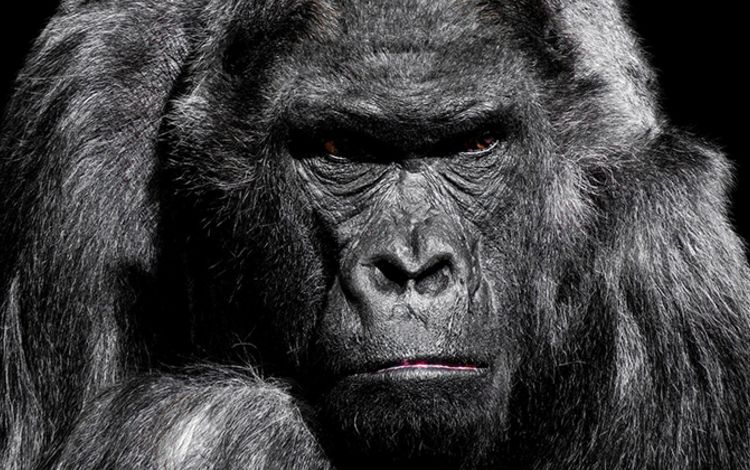 Das grimmige Gesicht eines Gorillas