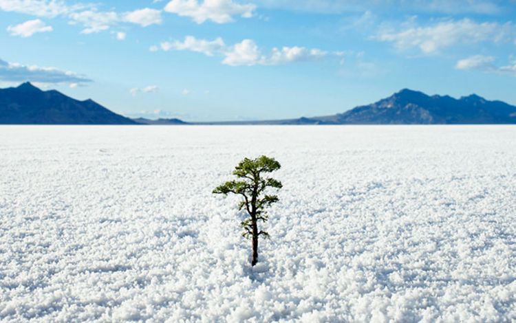 Ein einzelner kleiner Baum in einer Schneelandschaft