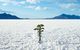Ein einzelner kleiner Baum in einer Schneelandschaft