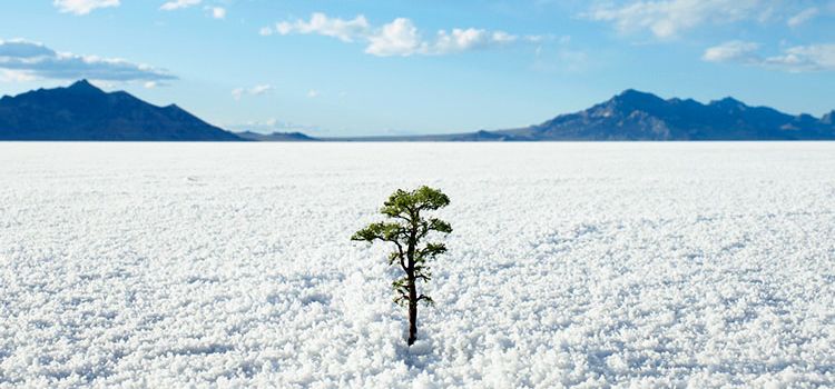 Ein einzelner kleiner Baum in einer Schneelandschaft