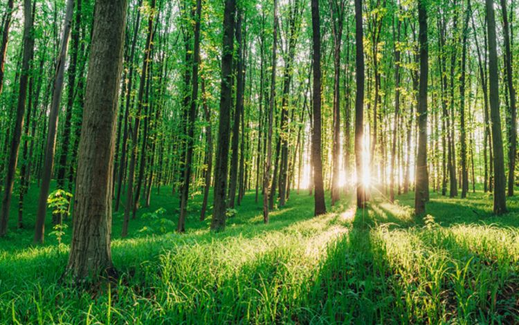 Wald vom Sonnenlicht durchflutet