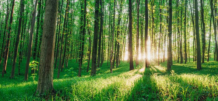 Wald vom Sonnenlicht durchflutet