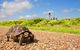 Schildkröte auf einer Landstrasse