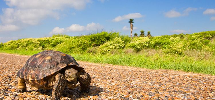 Schildkröte auf einer Landstrasse