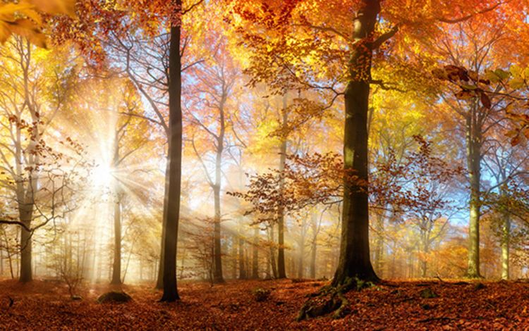 Herbstwald mit bunten Blättern