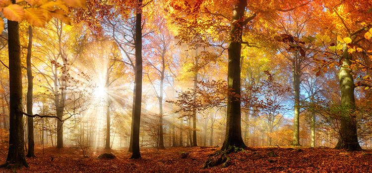 Herbstwald mit bunten Blättern