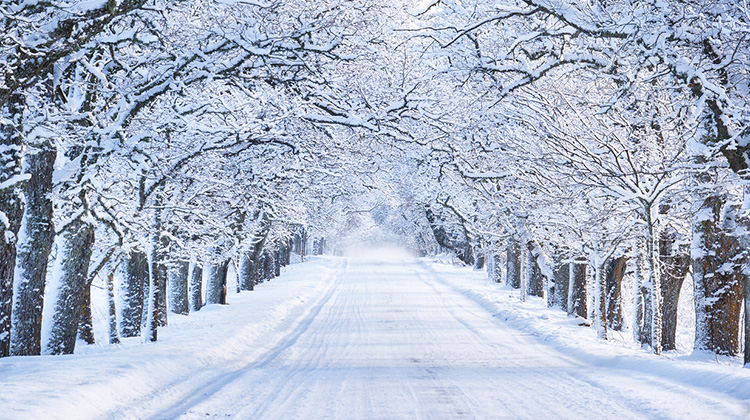 Eine Allee im Winter mit verschneiten Bäumen