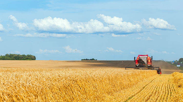 En Mähdrescher auf eine grossen Feld beim Ernte einbringen