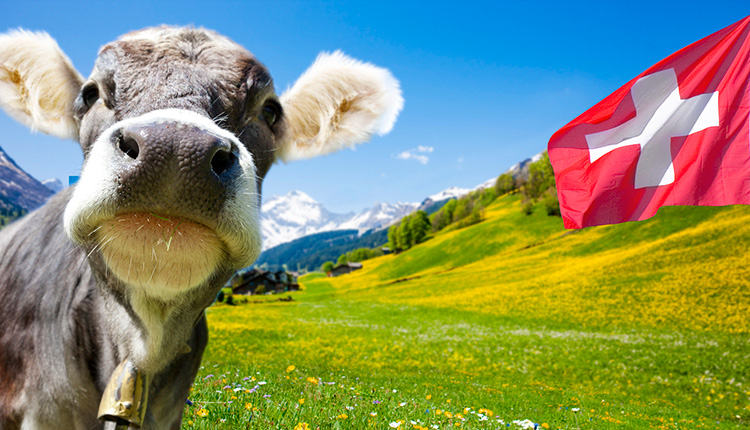 Eine Kuh schaut direkt in die Kamera, man sieht grüne Wiesen und eine wehende Schweizer Flagge.