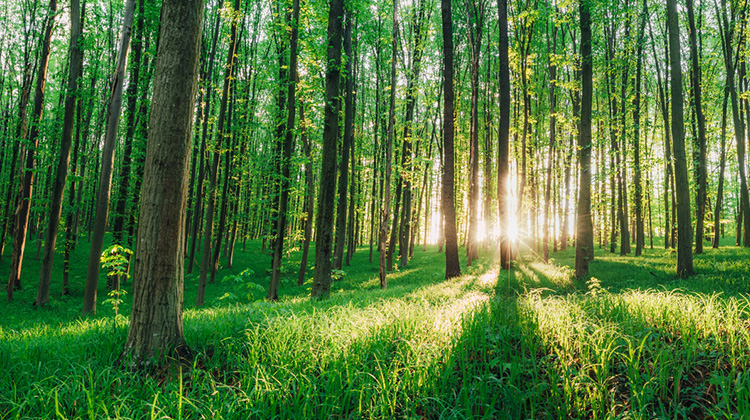 Wald vom Sonnenlicht durchflutet