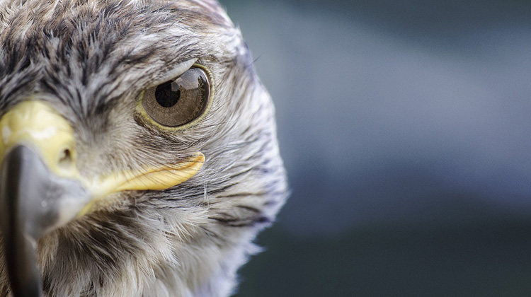 Ein Falke mit scharfem Auge und wachsamem Blick