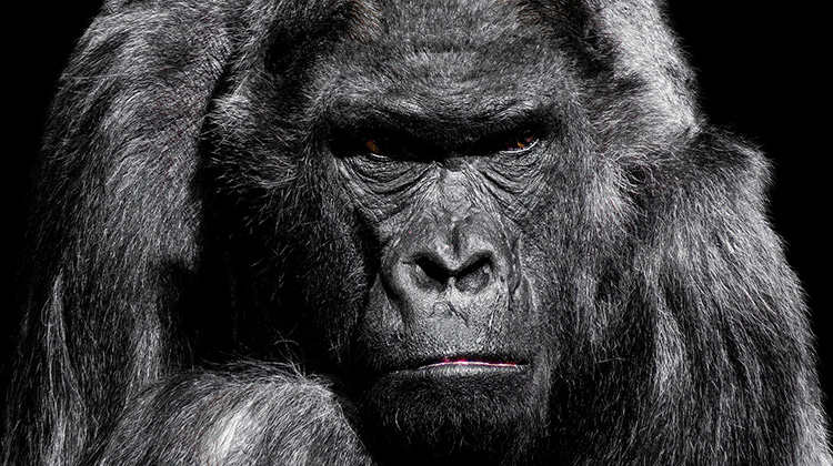 Das grimmige Gesicht eines Gorillas
