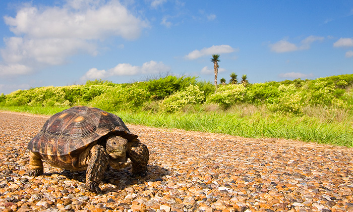 Schildkröte auf einer Landstrasse
