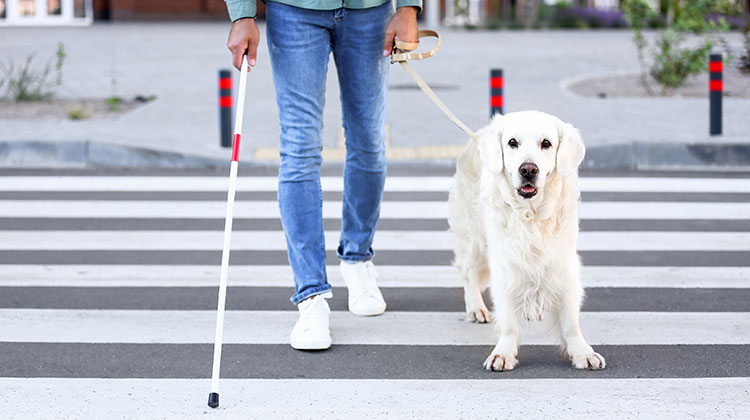 Mann mit Blindenstock und Blindenhund beim Überqueren einer Strasse