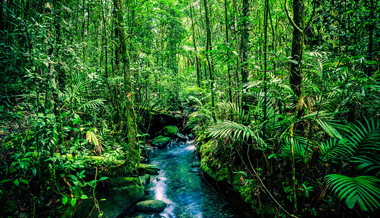 Ein Wald in Borneo