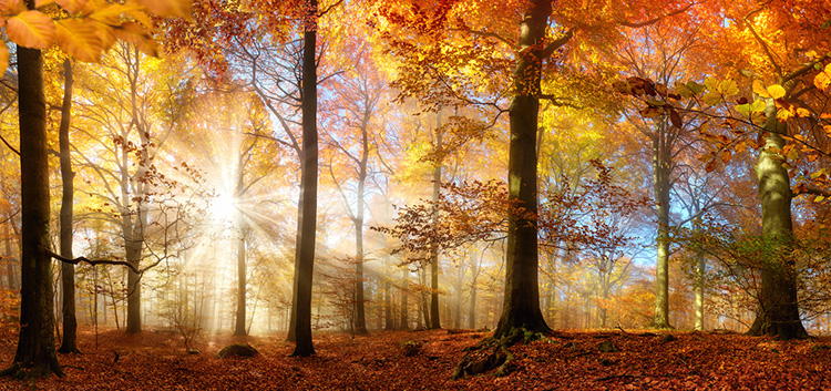 Herbstwald mit bunten Blättern